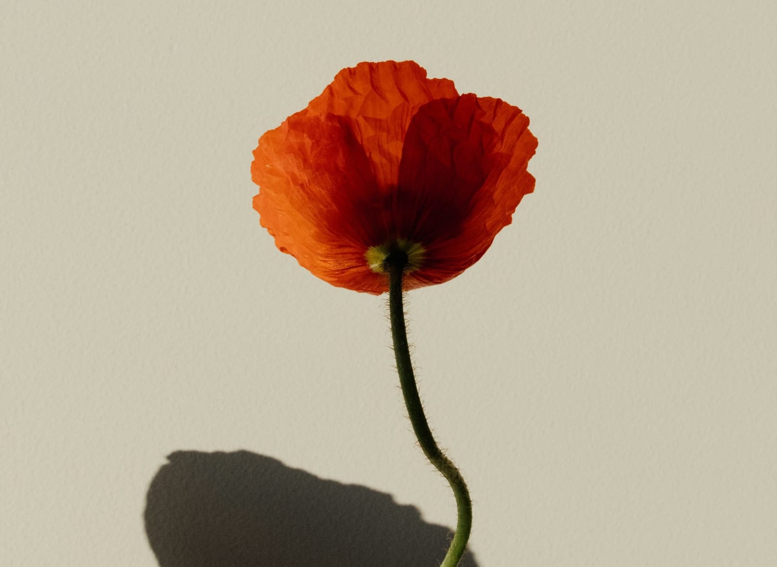 Lo que creemos que es así