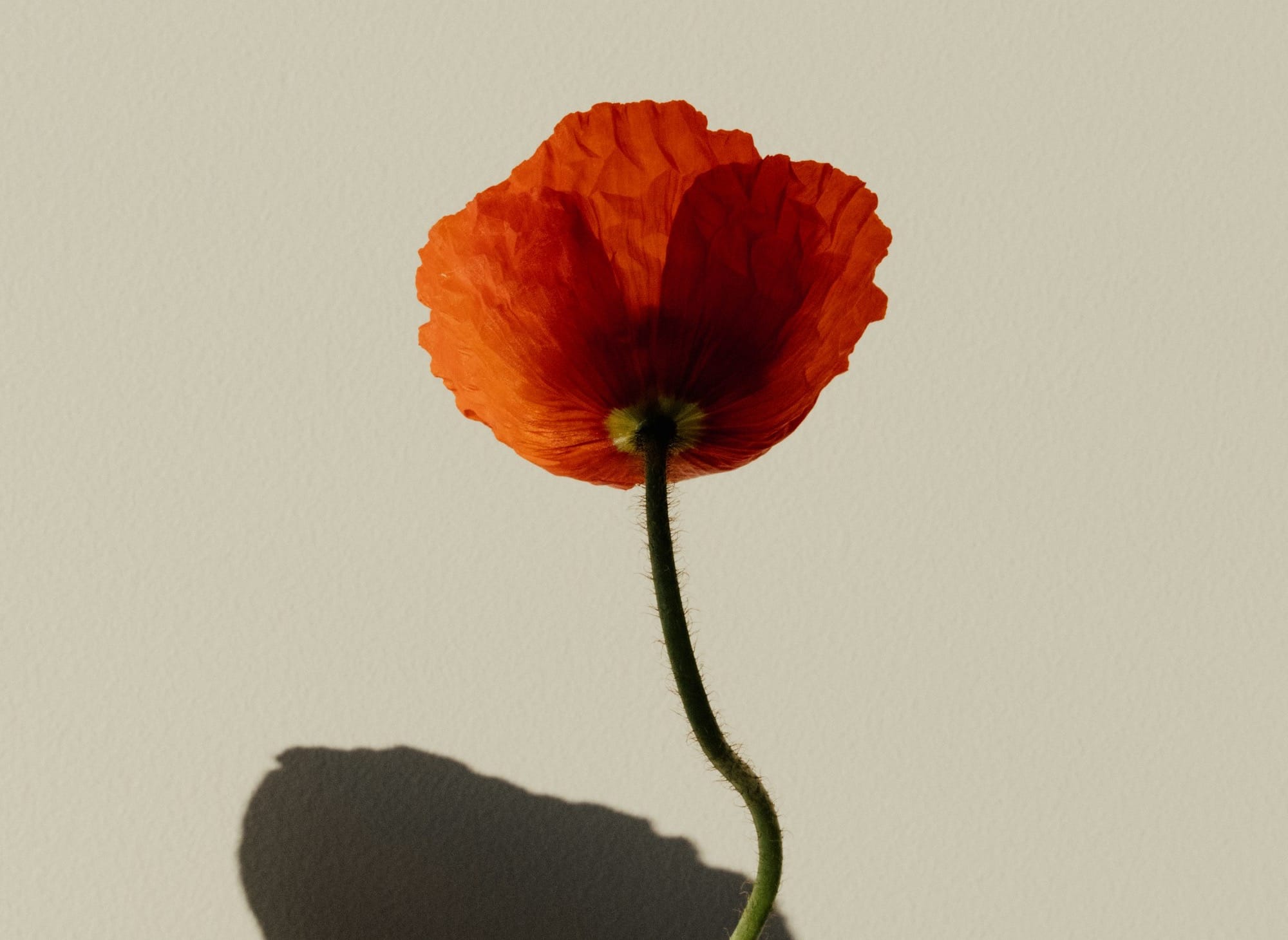 Lo que creemos que es así